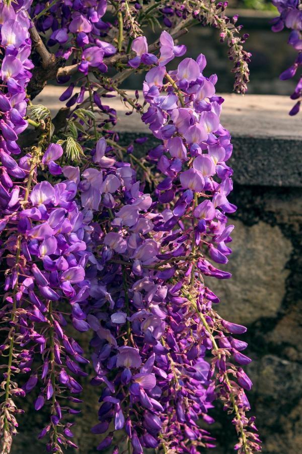 Il Glicine B&B Ristorante Cazzago San Martino 外观 照片
